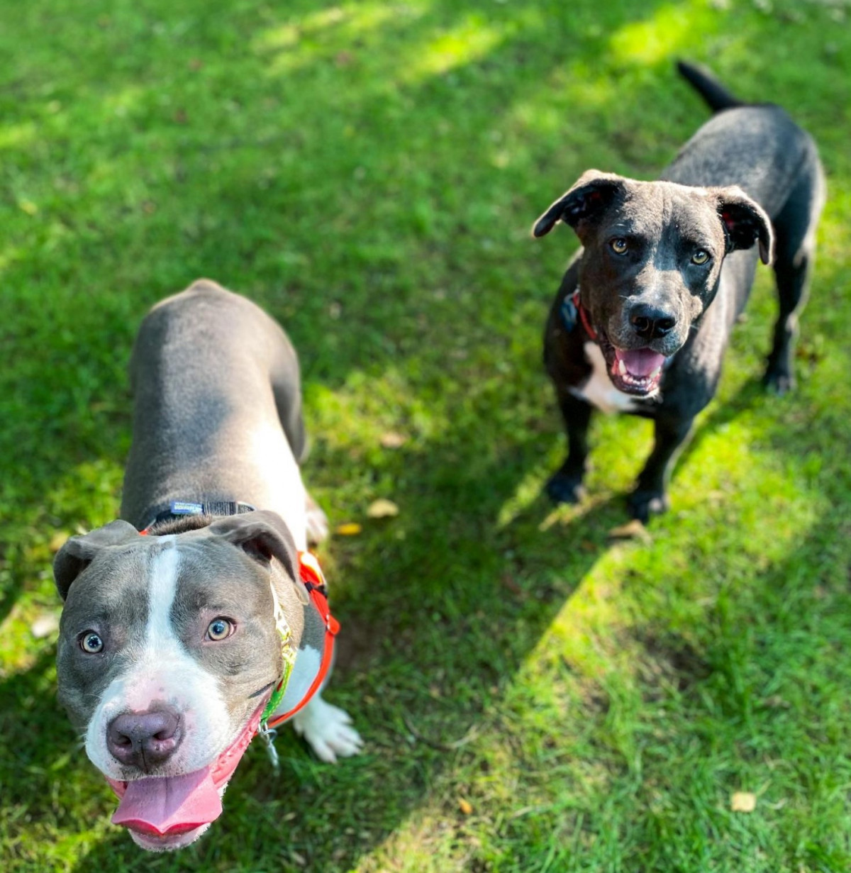 Black And White Pitbull: A Sweet Dog That Breaks Stereotypes