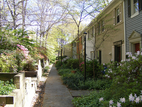 Walkway With Tall Trees