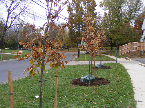 Volunteers plant street trees in Silver Spring ...