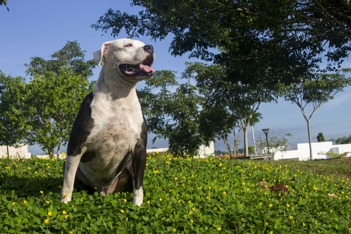 why do pit bulls breathe so hard